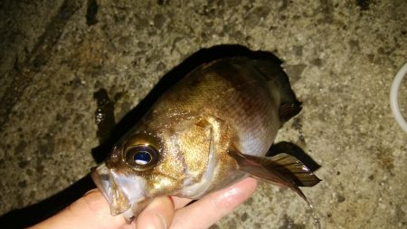 低潮位での釣行